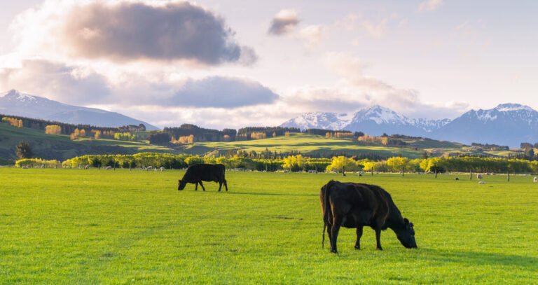 Regen-organic food can be 'measurably more nutritious,' says new research from Edacious and ROA