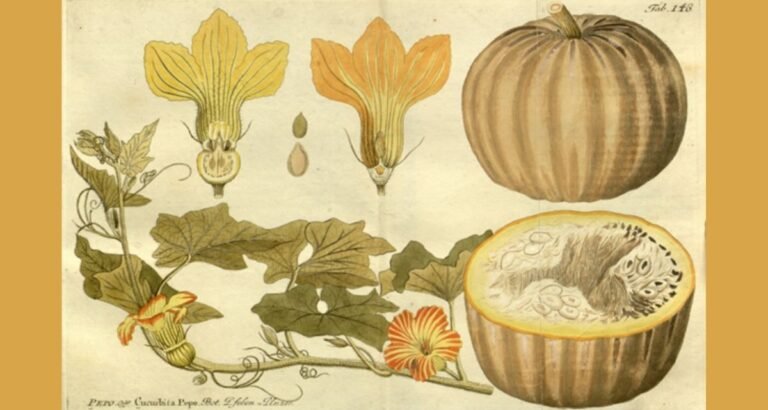 9 pumpkin recipes from the 1800s that are totally worth bringing back this fall